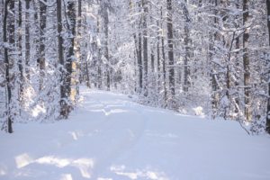 forest, winter, path-5952310.jpg