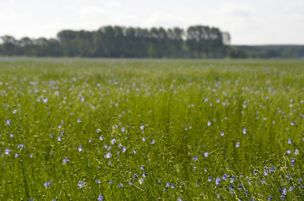 flowers, field of flowers, nature-970960.jpg