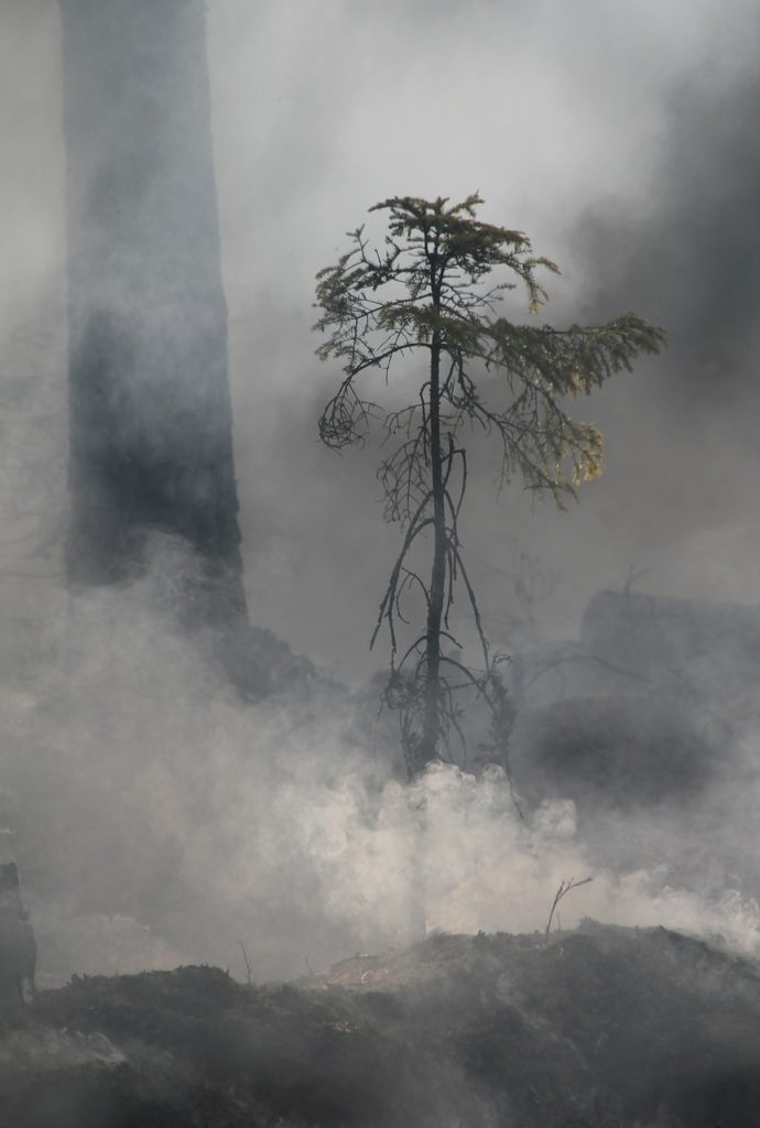 forest fire, nature conservation, nature conservation burning-433684.jpg