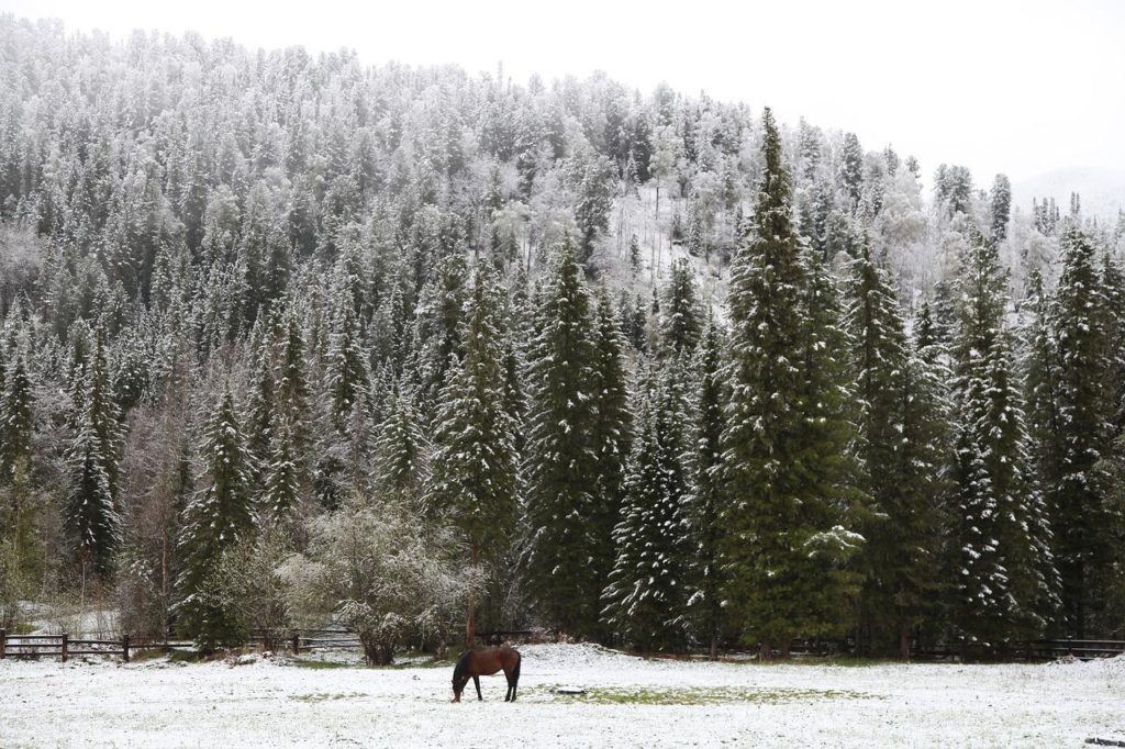 early snow, morning in the forest, lonely horse-2073607.jpg