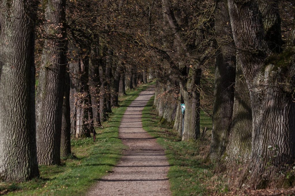 avenue, on both sides, by trees limited-207247.jpg