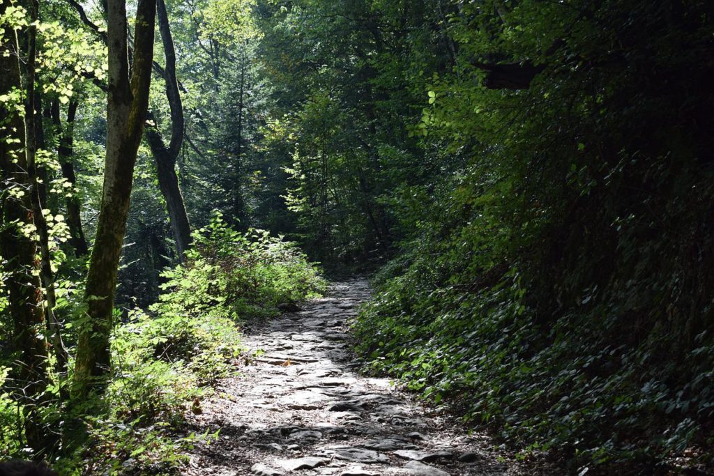 roman road, forest, hiking-4478849.jpg