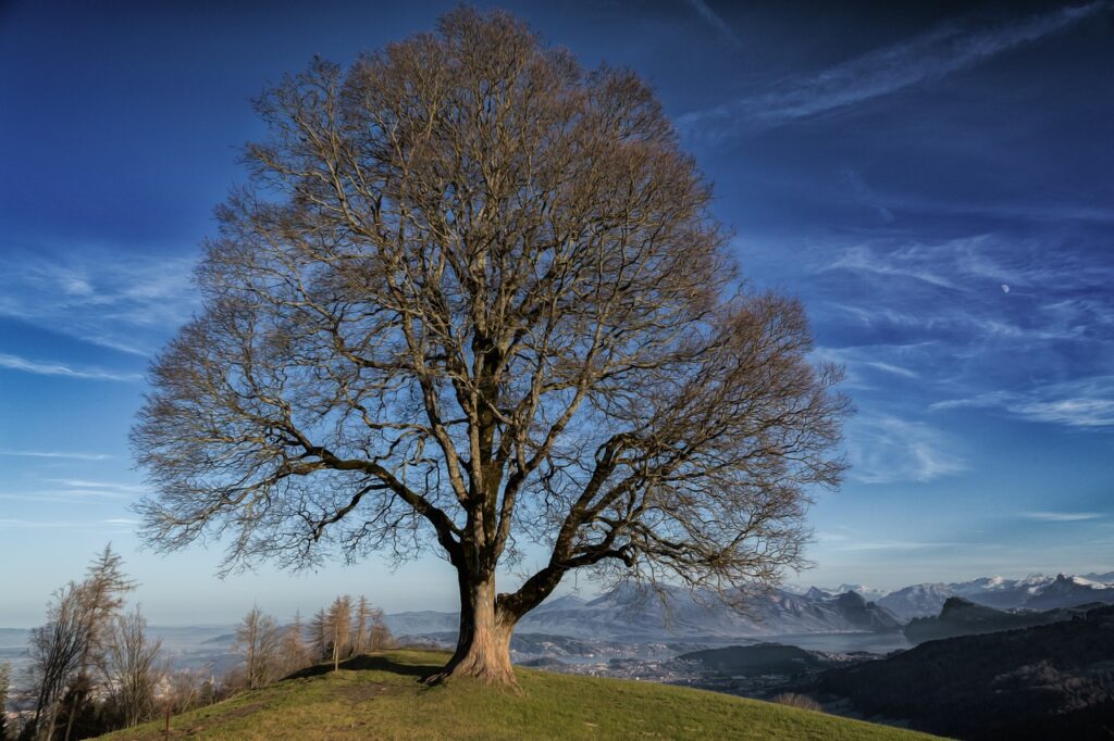 tree, nature, mood-1358456.jpg