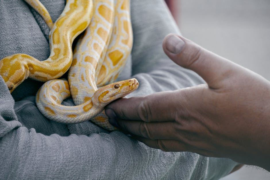 Yellow albino python being gently handled outdoors during daytime.