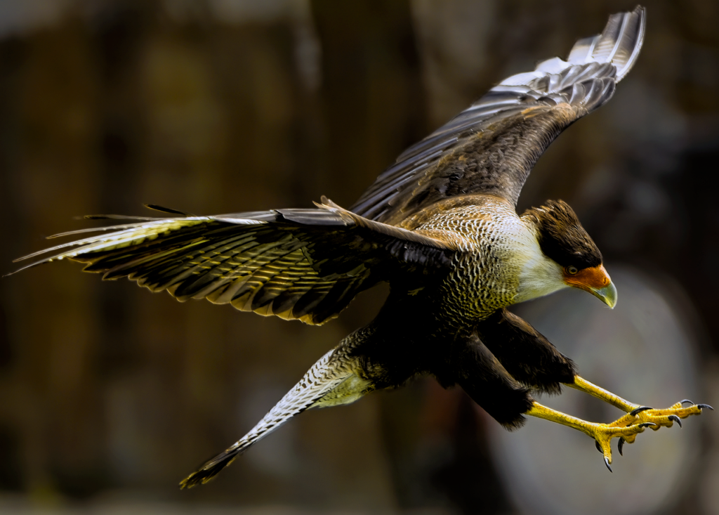 bird, caracara, crested caracara, bid of prey, raptor, falcon, avian, ornithology, wings, feathers, plumage, hunter, predator, flight, flying, landing, animal, nature, wildlife